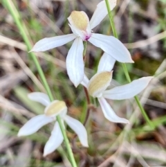 Caladenia moschata at Kowen, ACT - suppressed