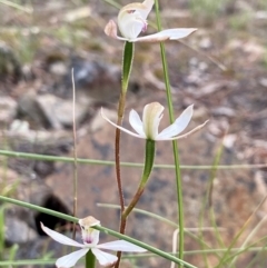 Caladenia moschata at Kowen, ACT - suppressed