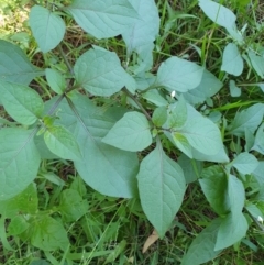 Solanum nigrum (Black Nightshade) at Lilli Pilli, NSW - 19 Nov 2022 by Bronnie