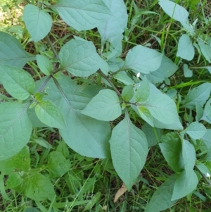 Solanum nigrum at Lilli Pilli, NSW - 19 Nov 2022 09:49 AM