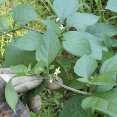 Solanum nigrum at Lilli Pilli, NSW - 19 Nov 2022
