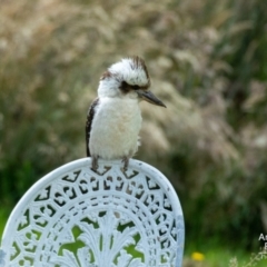 Dacelo novaeguineae (Laughing Kookaburra) at Yass, NSW - 22 Nov 2022 by androo