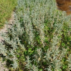 Atriplex cinerea (Grey Saltbush) at Lilli Pilli, NSW - 19 Nov 2022 by Bronnie