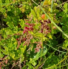 Rhagodia candolleana subsp. candolleana (Seaberry Saltbush) at Lilli Pilli, NSW - 19 Nov 2022 by Bronnie