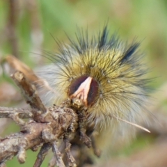 Anthela (genus) (An Anthelid moth) at Wingecarribee Local Government Area - 19 Nov 2022 by Curiosity