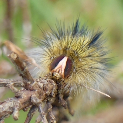 Anthela (genus) (An Anthelid moth) at Braemar - 19 Nov 2022 by Curiosity