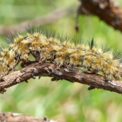 Anthela (genus) at Braemar, NSW - 19 Nov 2022 12:55 PM