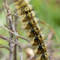 Anthela (genus) at Braemar, NSW - 19 Nov 2022