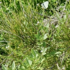 Cakile maritima (Sea Rocket) at Lilli Pilli, NSW - 19 Nov 2022 by Bronnie