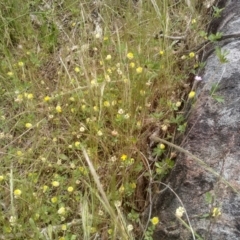 Trifolium campestre (Hop Clover) at Cooma North Ridge Reserve - 22 Nov 2022 by mahargiani