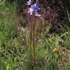 Thelymitra alpina (Mountain Sun Orchid) at Dry Plain, NSW - 14 Nov 2020 by AndyRoo