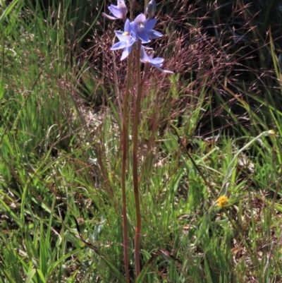 Thelymitra alpina (Mountain Sun Orchid) at Top Hut TSR - 14 Nov 2020 by AndyRoo