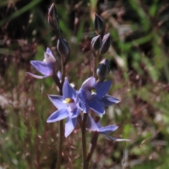 Thelymitra alpina at Dry Plain, NSW - 15 Nov 2020