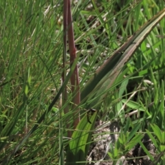 Thelymitra alpina at Dry Plain, NSW - 15 Nov 2020