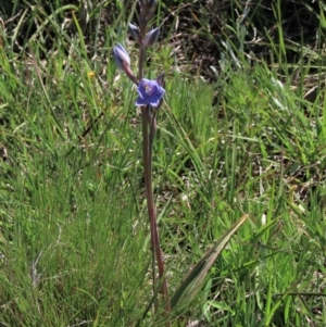 Thelymitra alpina at Dry Plain, NSW - suppressed