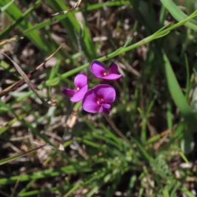 Swainsona sericea (Silky Swainson-Pea) at Top Hut TSR - 15 Nov 2020 by AndyRoo