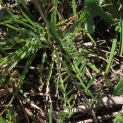 Swainsona sericea at Dry Plain, NSW - 15 Nov 2020 11:13 AM