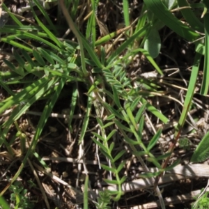 Swainsona sericea at Dry Plain, NSW - 15 Nov 2020