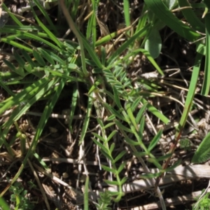 Swainsona sericea at Dry Plain, NSW - 15 Nov 2020 11:13 AM