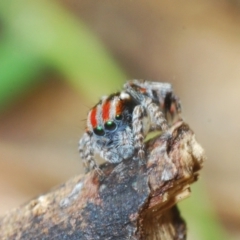 Maratus volans (Peacock spider) at Bournda Environment Education Centre - 18 Nov 2022 by Harrisi