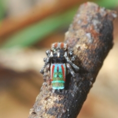 Maratus volans at Wallagoot, NSW - 18 Nov 2022 04:23 PM