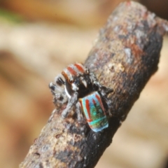 Maratus volans at Wallagoot, NSW - 18 Nov 2022 04:23 PM