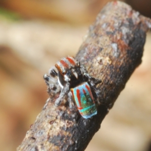 Maratus volans at Wallagoot, NSW - 18 Nov 2022 04:23 PM