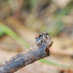 Maratus volans at Wallagoot, NSW - 18 Nov 2022