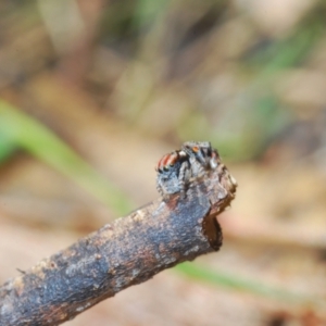 Maratus volans at Wallagoot, NSW - 18 Nov 2022 04:23 PM