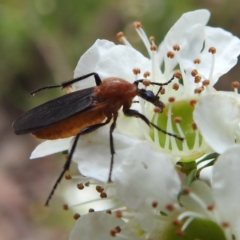 Bibio sp. (genus) (A garden maggot) at Acton, ACT - 22 Nov 2022 by HelenCross