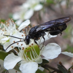 Tiphiidae (family) (Unidentified Smooth flower wasp) at Acton, ACT - 22 Nov 2022 by HelenCross