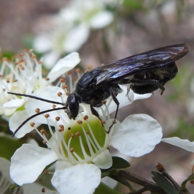Tiphiidae sp. (family) (Unidentified Smooth flower wasp) at Acton, ACT - 22 Nov 2022 by HelenCross