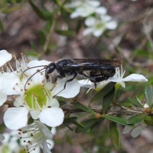 Tiphiidae (family) at Acton, ACT - 22 Nov 2022 12:48 PM