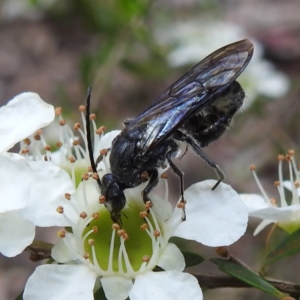 Tiphiidae (family) at Acton, ACT - 22 Nov 2022 12:48 PM