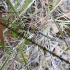 Hemicordulia tau (Tau Emerald) at Acton, ACT - 22 Nov 2022 by HelenCross