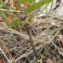 Hemicordulia tau at Acton, ACT - 22 Nov 2022 01:23 PM