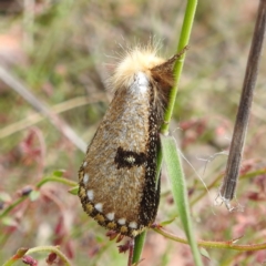 Epicoma melanosticta (Common Epicoma) at ANBG - 22 Nov 2022 by HelenCross