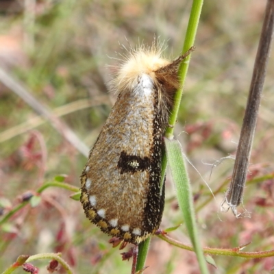 Epicoma melanosticta (Common Epicoma) at Acton, ACT - 22 Nov 2022 by HelenCross