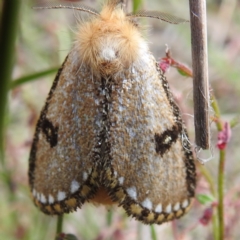 Epicoma melanosticta at Acton, ACT - 22 Nov 2022