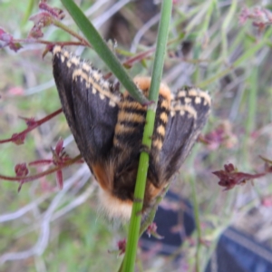 Epicoma melanosticta at Acton, ACT - 22 Nov 2022