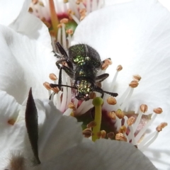 Eleale sp. (genus) (Clerid beetle) at Acton, ACT - 22 Nov 2022 by HelenCross