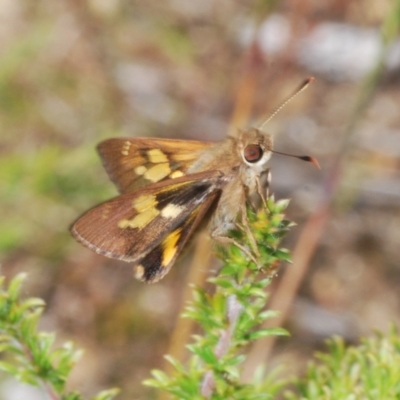 Unverified Skipper (Hesperiidae) at Wallagoot, NSW - 18 Nov 2022 by Harrisi