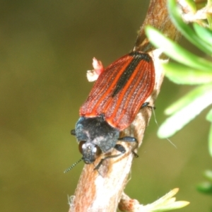 Castiarina erythroptera at Bald Hills, NSW - 18 Nov 2022 12:51 PM