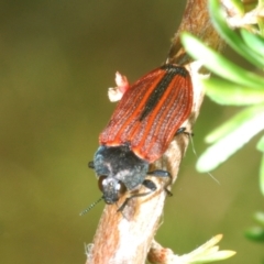 Castiarina erythroptera (Lycid Mimic Jewel Beetle) at Bald Hills, NSW - 18 Nov 2022 by Harrisi
