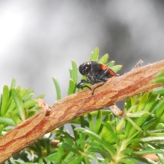 Castiarina erythroptera at Bald Hills, NSW - 18 Nov 2022