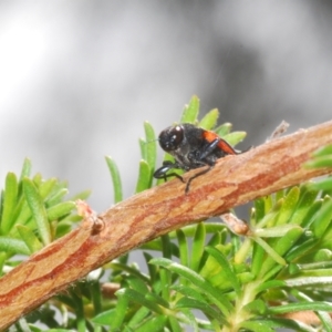 Castiarina erythroptera at Bald Hills, NSW - 18 Nov 2022