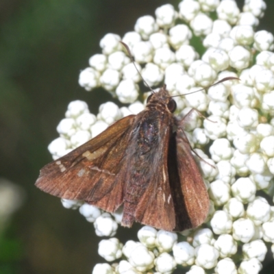 Toxidia doubledayi (Lilac Grass-skipper) at Bournda National Park - 18 Nov 2022 by Harrisi