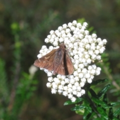 Toxidia doubledayi at Wallagoot, NSW - 18 Nov 2022 04:34 PM