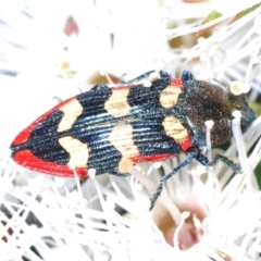 Castiarina punctatosulcata (A jewel beetle) at Bald Hills, NSW - 20 Nov 2022 by Harrisi