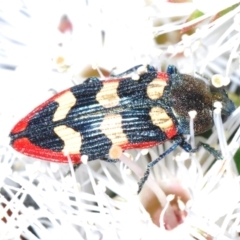 Castiarina punctatosulcata at Bald Hills, NSW - 20 Nov 2022 by Harrisi